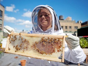 apiculture-en-avant