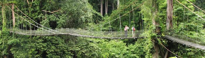 écotourisme en malaisie_Bridge to the rainforest